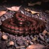 2026/07/1000003025.jpg Articulating Fidget Snake by McGybeer